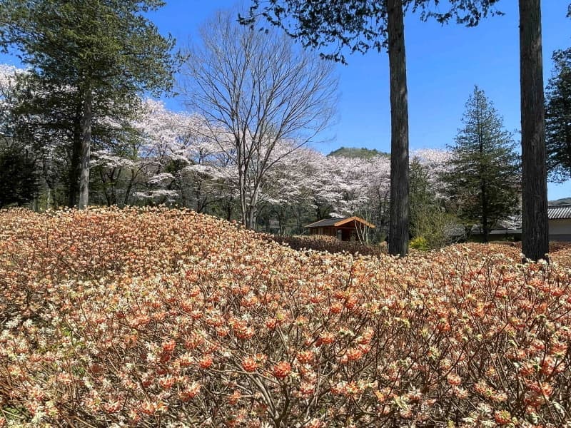hananomori410-3.jpg